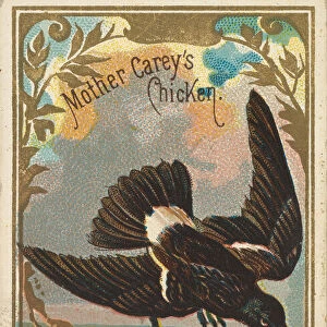 Mother Careys Chicken, from the Birds of America series (N4) for Allen &