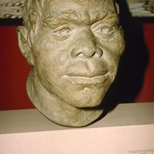 Neanderthal Man. Reconstruction of head, c20th century