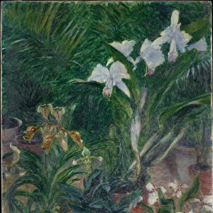 Orchidees dans la serre du Petit Gennevilliers, 1893