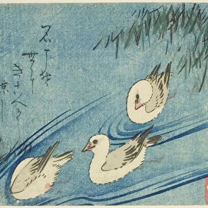 Oystercatchers, c. 1833/34. Creator: Ando Hiroshige
