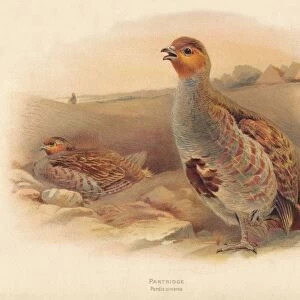 Partridge (Perdix cinerea), 1900, (1900). Artist: Charles Whymper