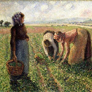 Pea Harvest, Eragny, 1893. Creator: Pissarro, Camille (1830-1903)