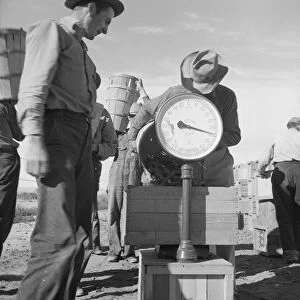 Pea picker at scales, near Calipatria, Imperial Valley, California, 1939. Creator: Dorothea Lange