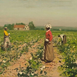 Picking Cotton, c. 1890. Creator: William Gilbert Gaul