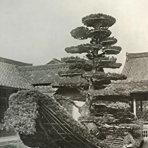 The Pine-Tree Junk at Kinkakuji, 1910. Creator: Herbert Ponting