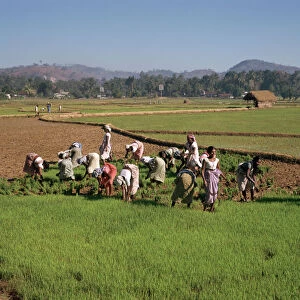 Planting rice in Sri Lanka