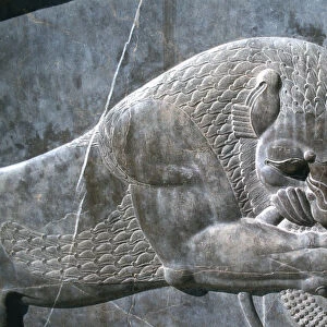 Detail from a relief of a lion attacking a bull, the Apadana, Persepolis, Iran