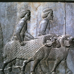 Relief of Sogdians, the Apadana, Persepolis, Iran