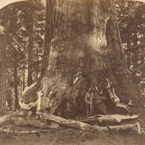 Section of Grisly Giant, Mariposa Grove, 1861. Creator: Carleton Emmons Watkins