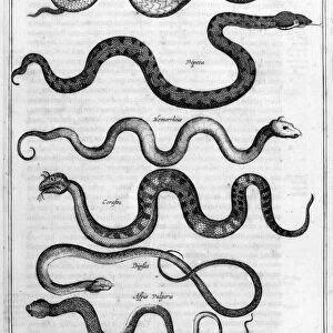 Serpents, 1675. Artist: Athanasius Kircher