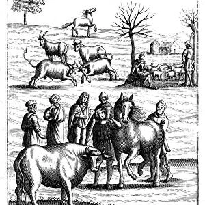 Sheep, cattle, horses and goats, 18th century