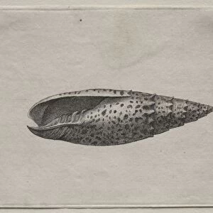 Shells: Mitra papalis L, c. 1640s. Creator: Wenceslaus Hollar (Bohemian, 1607-1677)