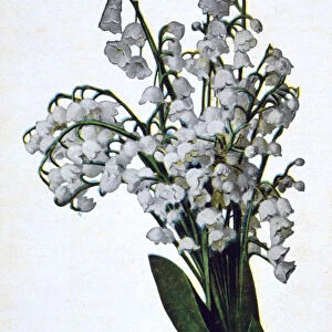 Snowdrop, French flower postcard, c1900