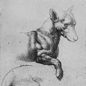 Studies of the Forepart and Hind-Quarters of a Dog, c1480 (1945). Artist: Leonardo da Vinci