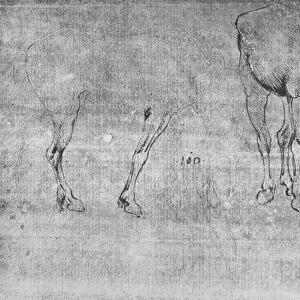 Studies of Horses Grazing, c1480 (1945). Artist: Leonardo da Vinci