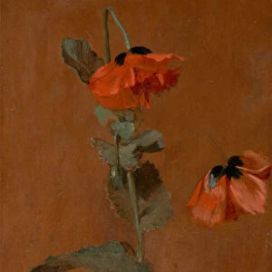 Study of Poppies, 1832. Creator: James Inskipp