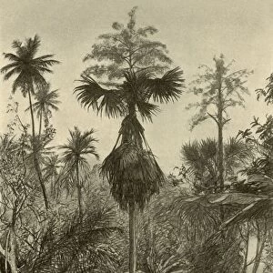 Talipot palm after flowering, Ceylon, 1898. Creator: Christian Wilhelm Allers