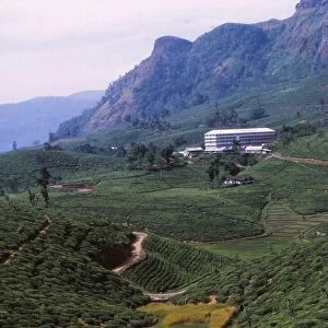 Tea Plantation and Factory, North of Nuwara Eliya, Central Sri Lanka, 20th century. Artist: CM Dixon