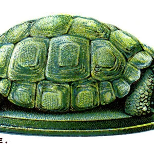The Tortoise, 1923