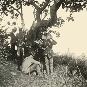 Tree from which Captain Paget... Saw... San Juan Battle, Spanish-American War, June 1898, (1899)