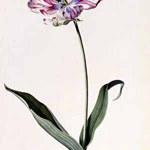 Tulip, c. 1745 (hand coloured engraving)
