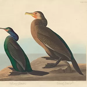 Violet-green Cormorant and Townsends Cormorant, 1838. Creator: Robert Havell