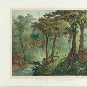 Virgin Forest Near Manqueritipa. From "Malerische Reise in Brasilien", 1835