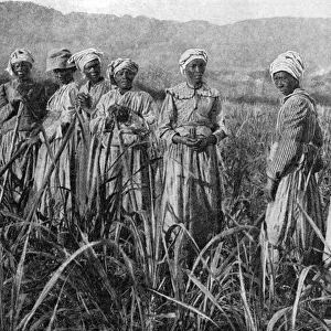 Women tending young sugar canes in Jamaica, 1922