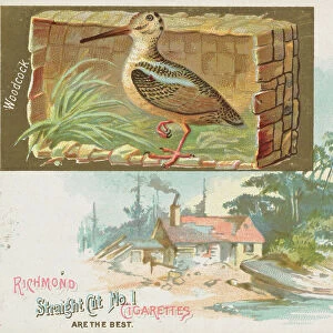 Woodcock, from the Game Birds series (N40) for Allen & Ginter Cigarettes, 1888-90
