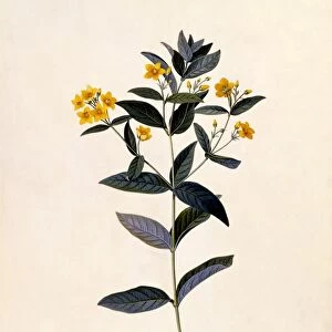Yellow Loosestrife, c 1760 (hand coloured engraving)
