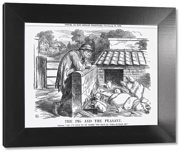 The Pig and The Peasant, 1863. Artist: John Tenniel