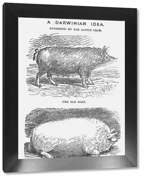 A Darwinian Idea, 1865. Artist: TW Woods