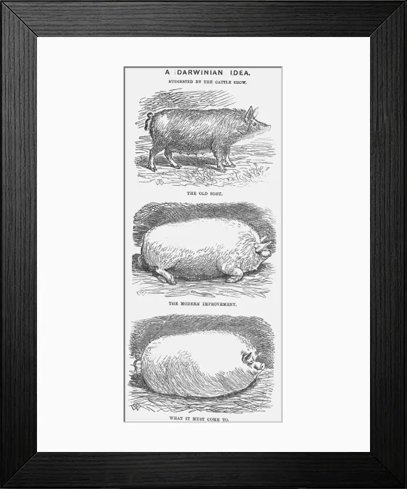 Framed Print : A Darwinian Idea, 1865. Artist: TW Woods Framed Print : A Darwinian Idea, 1865. Artist: TW Woods