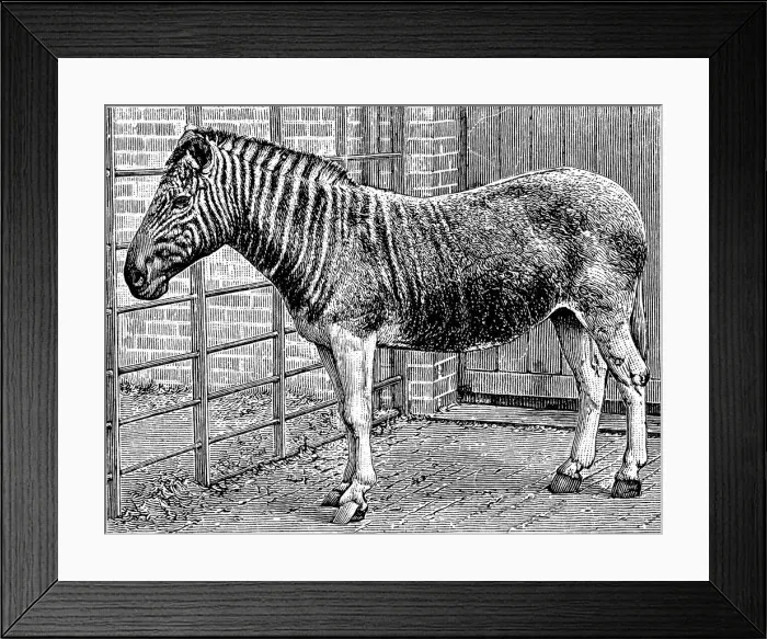 Framed Print : Quagga mare in London Zoo, c1870 Framed Print : Quagga mare in London Zoo, c1870