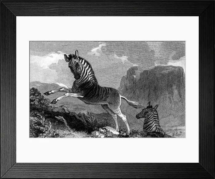 Framed Print : A Quagga, 1815 Framed Print : A Quagga, 1815