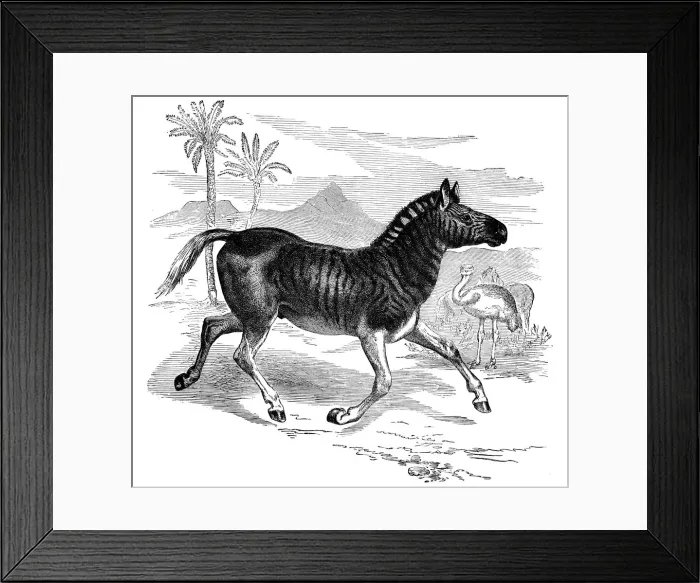Framed Print : Engraving of a Quagga, 1884 Framed Print : Engraving of a Quagga, 1884