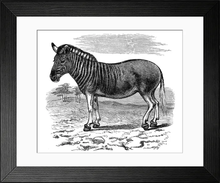 Framed Print : Engraving of a Quagga, 1893 Framed Print : Engraving of a Quagga, 1893