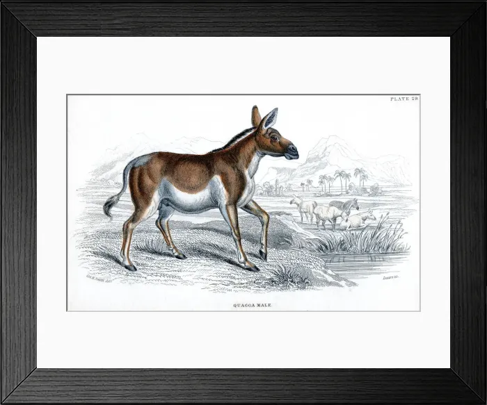 Framed Print : Engraving of a Quagga, c1830 Framed Print : Engraving of a Quagga, c1830