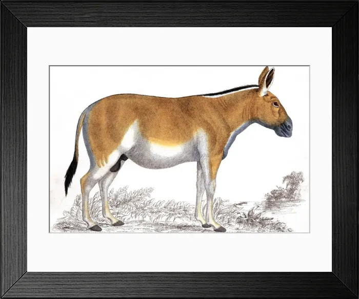Framed Print : Engraving of a Quagga, c1860 Framed Print : Engraving of a Quagga, c1860