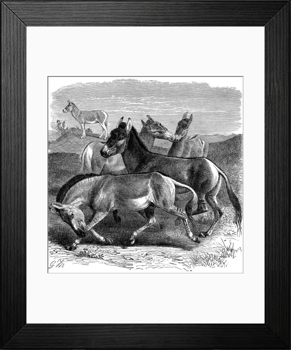 Framed Print : Tibetan Wild Ass or Kiang, 1893 Framed Print : Tibetan Wild Ass or Kiang, 1893