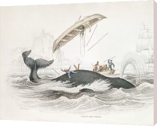 Harpooning a Greenland Whale which has tossed one of the attacking boats, 1837. Artist: William Jardine