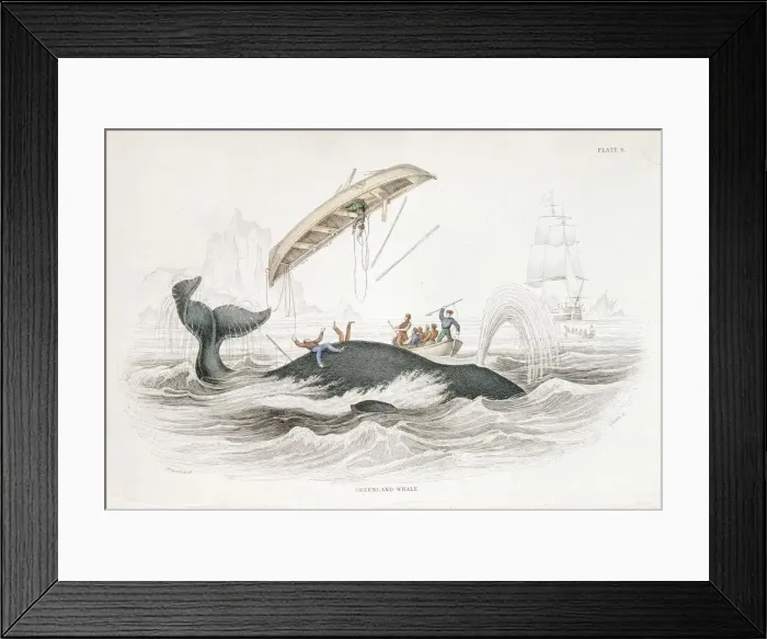 Framed Print : Harpooning a Greenland Whale which has tossed one of the attacking boats, 1837. Artist: William Jardine Framed Print : Harpooning a Greenland Whale which has tossed one of the attacking boats, 1837. Artist: William Jardine