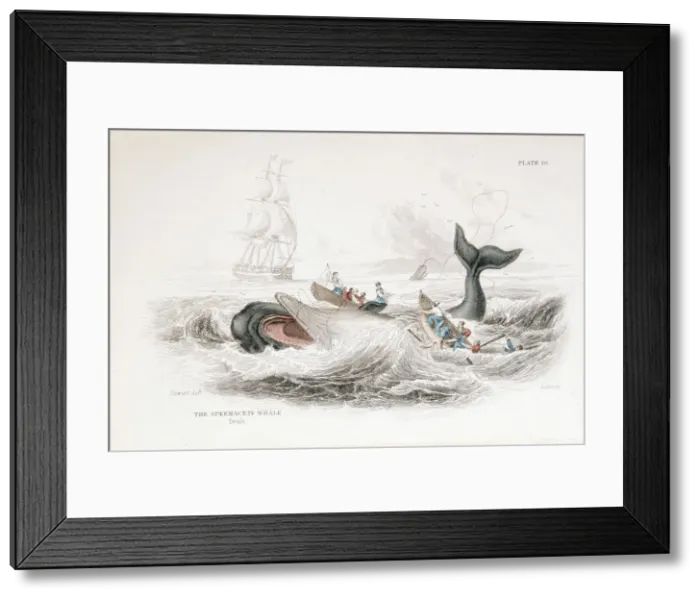 Framed Print : Harpooning a Sperm Whale, 1837. Artist: William Jardine Framed Print : Harpooning a Sperm Whale, 1837. Artist: William Jardine