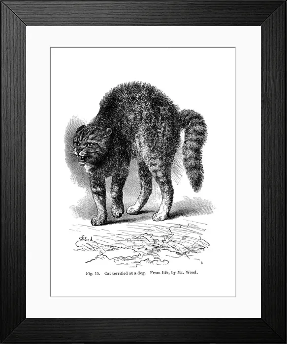 Framed Print : A cat terrified by a dog, 1872