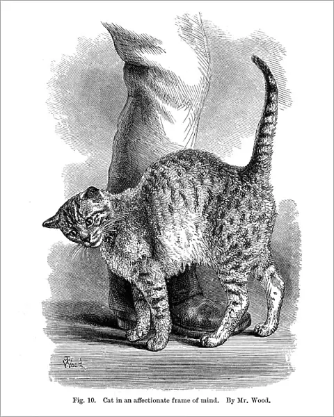 A cat in affectionate frame of mind, from The Expression and Emotions in Man and Animals, 1872