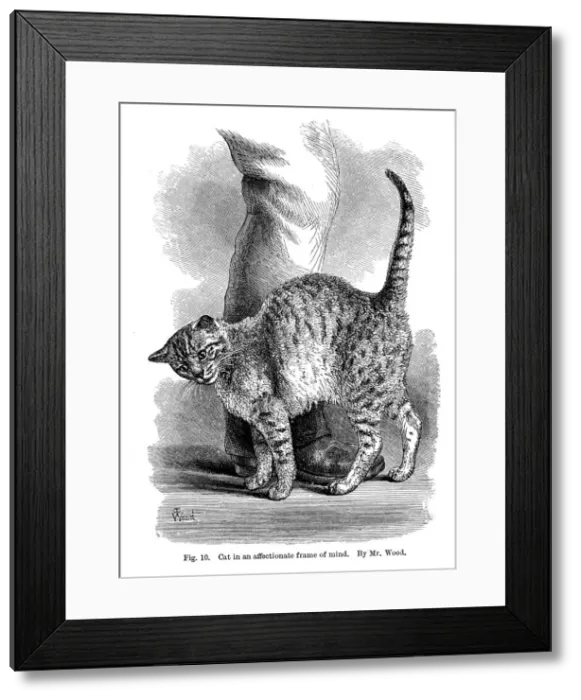 Framed Print : A cat in affectionate frame of mind, from The Expression and Emotions in Man and Animals, 1872 Framed Print : A cat in affectionate frame of mind, from The Expression and Emotions in Man and Animals, 1872