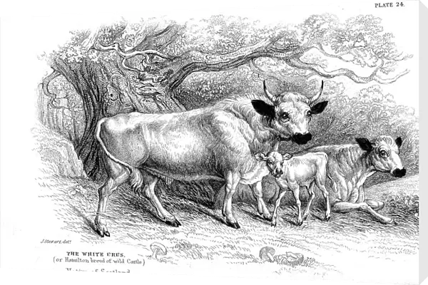 British wild or park cattle. Artist: William Jardine