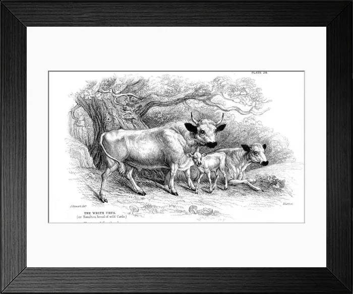 Framed Print : British wild or park cattle. Artist: William Jardine Framed Print : British wild or park cattle. Artist: William Jardine