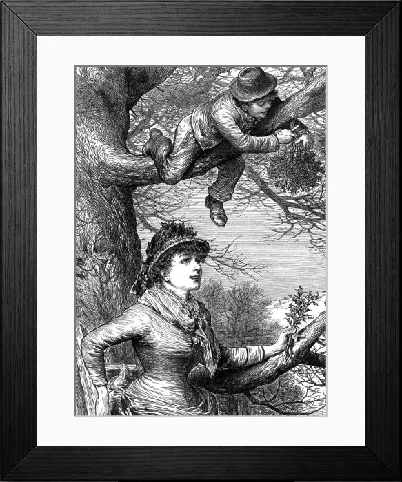 Framed Print : Cutting the Mistletoe Bough for Christmas decoration, 1886 Framed Print : Cutting the Mistletoe Bough for Christmas decoration, 1886