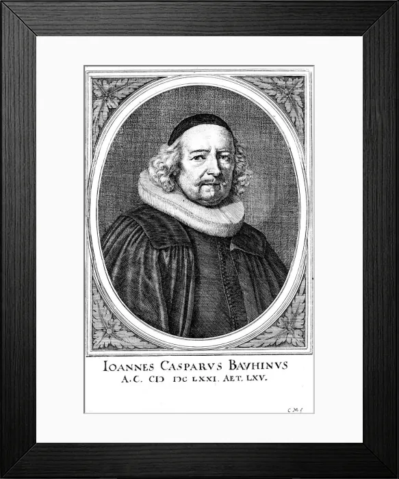 Framed Print : Jean Caspar Bauhin (1606-1659), Swiss physician and botanist Framed Print : Jean Caspar Bauhin (1606-1659), Swiss physician and botanist